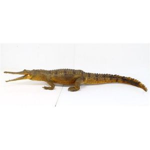 A taxidermy fresh water crocodile, poised to strike with open…