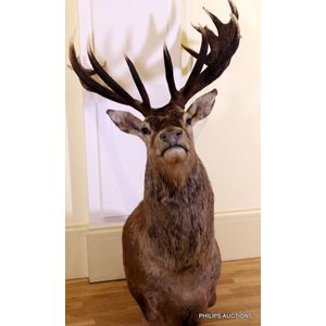 A taxidermic New Zealand red deer (Cervus Elaphus), a…