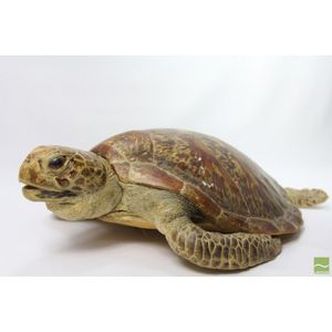 Taxidermy turtle of a green sea turtle, Chelonia mydas. Origin…