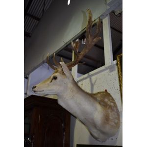 A taxidermy Fallow Deer head with antler, shoulder mount, wall…