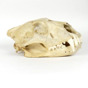 A lion skull, two part skull - separate cranium and jaw…