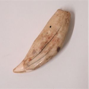 An old lion's tooth, natural polished tip end showing some wear,…