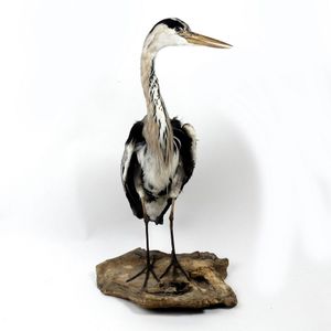 A taxidermied European grey heron, in standing position on a…