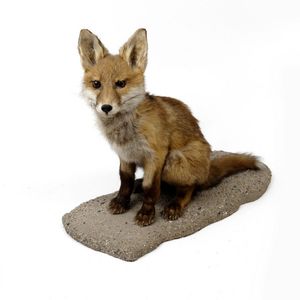 A taxidermied young red fox, in sitting position on bevel-base.…