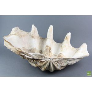 Giant clam shell the giant clam (tridacna gigas), probably…