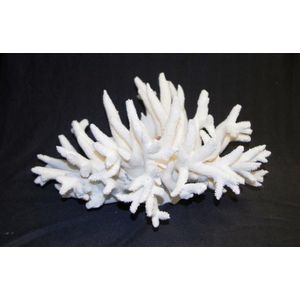 Large Stag Coral specimen diameter 42 cm, height 22 cm.