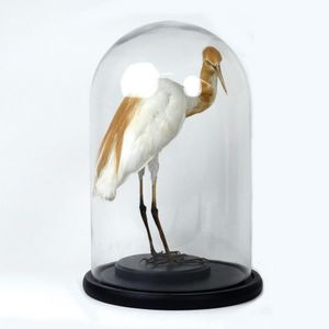 A small taxidermied heron, on black stand under a glass dome,…