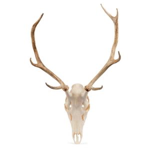 A large unmounted red deer buck skull and attached antlers 76…