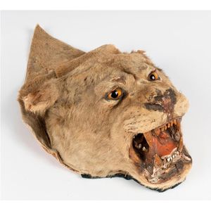 A panthera pardus (leopard skin), 19th/20th century with a…