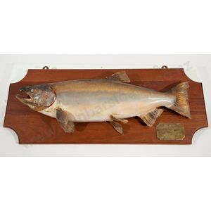 Mounted taxidermy salmon caught by John Crowder on the Rakaia…