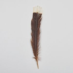What Bird is This Feather From: Expert Identification Guide