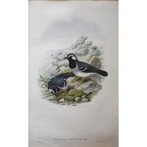 John Gould (1804-1881), 'Geocichla Schistacea, Meyer', hand…