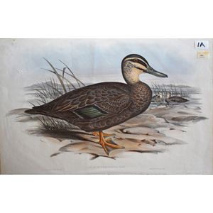 John Gould (1804-1881), black duck control (Anas Superciliosa:…