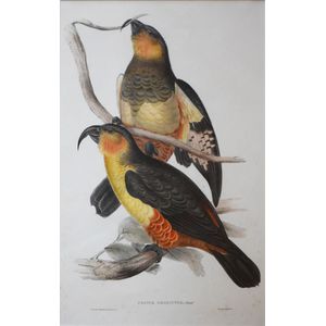 John Gould (1804-1881), Philip Island parrot (Nestor Productus…