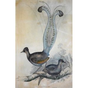 John Gould (1804-1881), Lyre-Bird (Menura Superba, Shaw), hand…