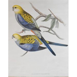 John Gould (1804-1881), Pale-headed Parrakeet (Platycercus…