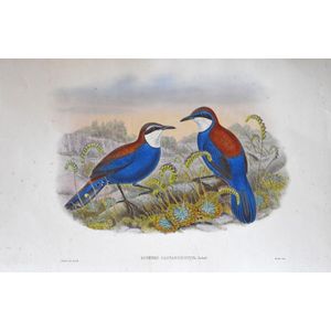 John Gould (1804-1881), Chestnut-backed Eupetes (Eupetes…