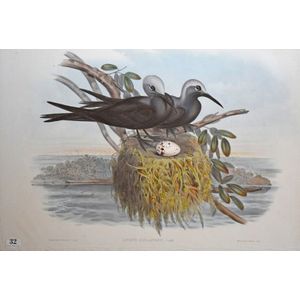 John Gould (1804-1881), Australian Lesser Noddy (Anous Melanops:…