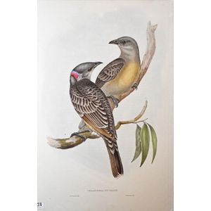 John Gould (1804-1881), great Bower-Bird (Chlamydera Nuchalis),…
