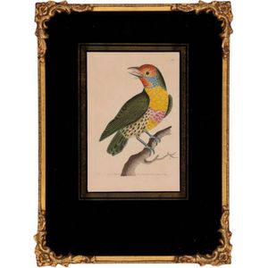 A Versicoloured Barbet engraving, Eubucco Versicolor (Mayna…