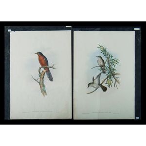 John Gould, -2, 'Chestnut-Breasted cuckoo, Cacomantis…