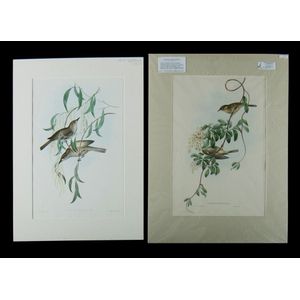 John Gould, -2, 'Fuscous Honey-Eater, Ptilotis Fuscus', &…