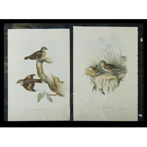 John Gould, 'Australian Pipit, Anthus Australis', &, 'Brown,…