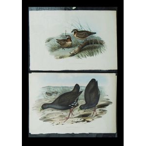 John Gould, -2, 'Plumed partridge Bronze-Wing, Geophaps…