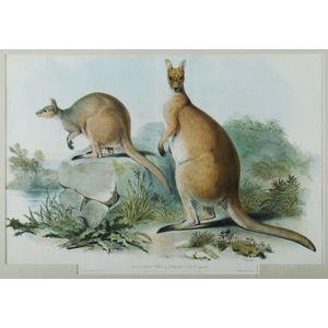 John Gould, 'Red Wallaroo, Osphranter Antilopinus', Descriptive…