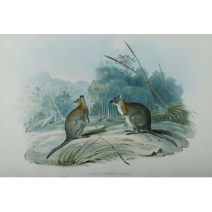 John Gould, 'Pademelon Wallaby, Halmaturus Thetidis', (H.C.…