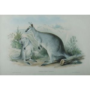 John Gould, 'Parry's Wallaroo, Osphranter Parryi', (J. Gould &…