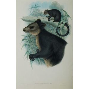 John Gould, 'Black tree kangaroo, Dendrolagus Ursinus', (J.…