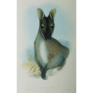 John Gould, 'Red-Necked Wallaby, Halmaturus Bennetti', (J.…