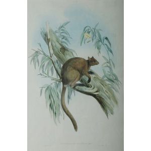 John Gould, 'Brown, tree kangaroo, Dendrolagus Inustus', (H.C.…