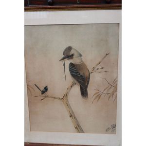 N. Cayley's Kookaburra Watercolour 1901 - Watercolours, Other Works on ...