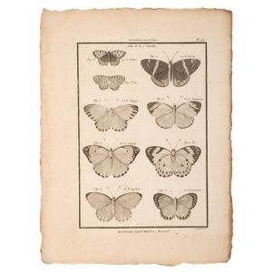 An album of assorted antique natural history butterfly&hellip;