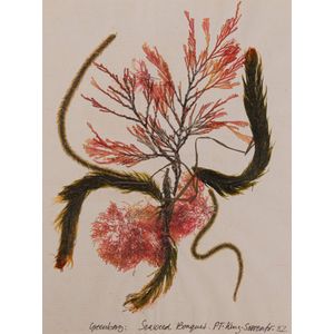 Seaweed: An album in which 81 examples of seaweed are displayed…