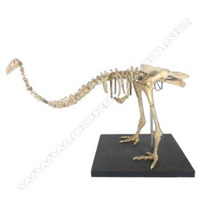 Extinct moa skeleton, Mantell's moa, species Pachyornis…