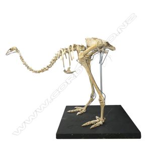 An extinct moa skeleton, Little Bush Moa or Anomalopteryx…
