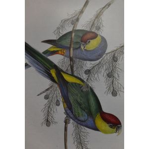 A genuine hand coloured lithograph 'Red-Capped Lorikeet' by…
