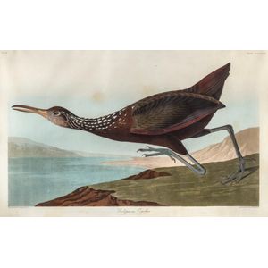 John James Audubon (1785 ? 1851), Scolopaceus Courlan (plate…