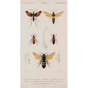 A pair of hand painted entomology plates, French, 19th century,…