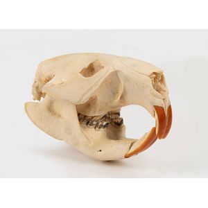 An American beaver skull with intact incisors, 10.5 cm high