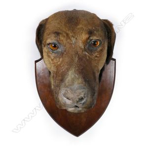 A 19th century taxidermy hound's head, on mahogany shield.…
