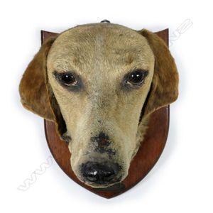 A 19th century taxidermy hound's head, named 'Warden' on brass…