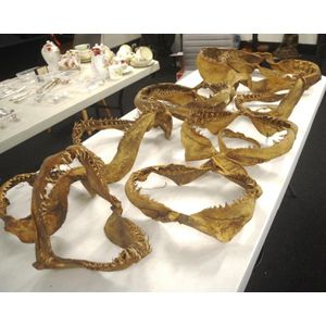 Roberts Collection of Sharks Jaws (1) - 1930's thirteen sets of…