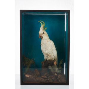 Taxidermy white cockatoo, the specimen on a naturalistically…