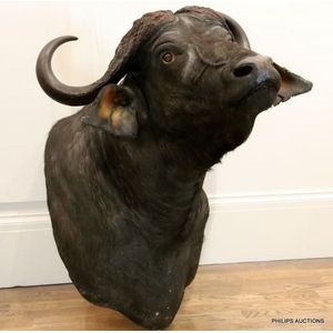 A taxidermy specimen of a cape buffalo bull, shoulder mount,…