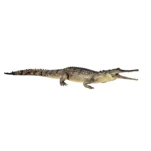 A taxidermy freshwater crocodile (Crocodylus johnstoni), length…
