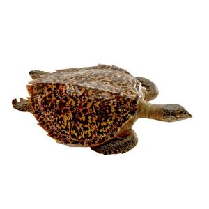 A taxidermy Hawksbill sea turtle (Eretmochelys imbricata),…